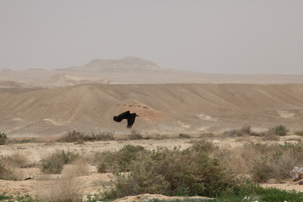 Bruinnekraaf in woestijnlandschap